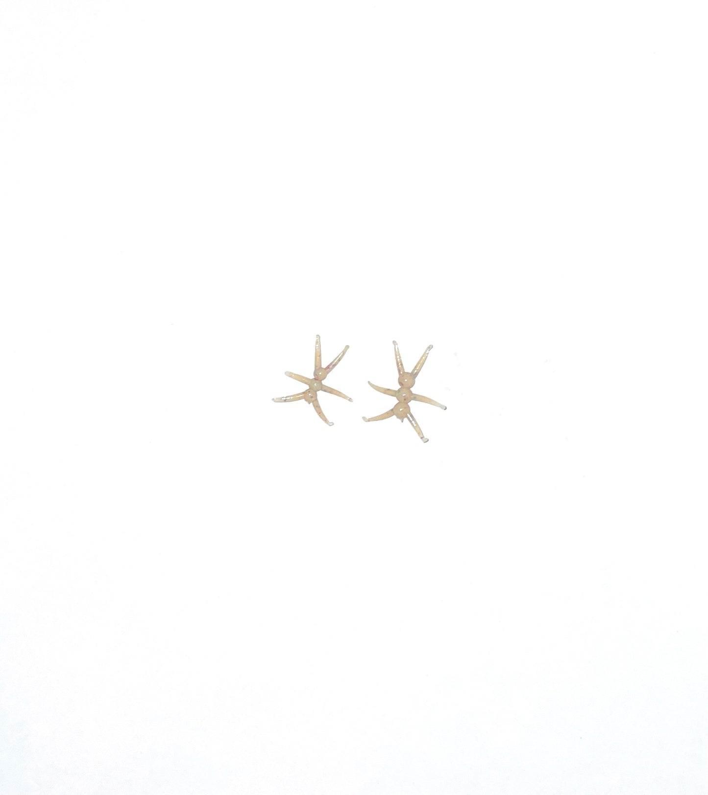 .75" & .8" Mr. Munch